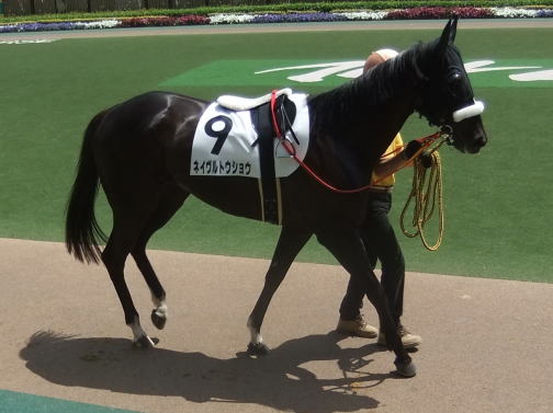 ネイヴルトウショウ