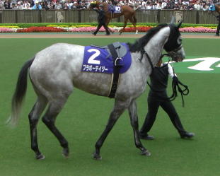 ブラボーデイジー