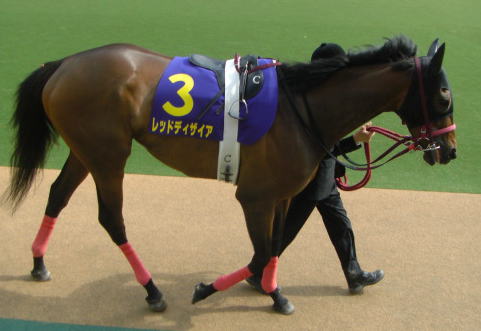 ���b�h�f�B�U�C�A