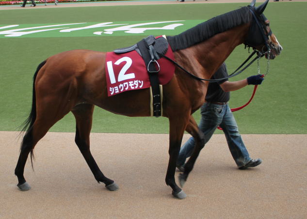 �V���E�����_��